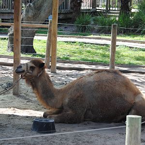 Dromedary Camel