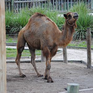 Dromedary Camel