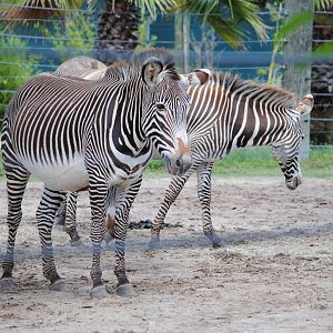 Grevy's Zebras
