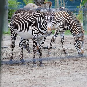 Grevy's Zebras