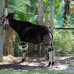 Okapi