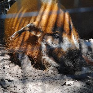 Red River-Hog