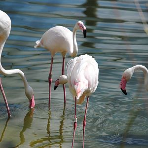 African Greater Flamingos
