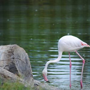 African Greater Flamingo