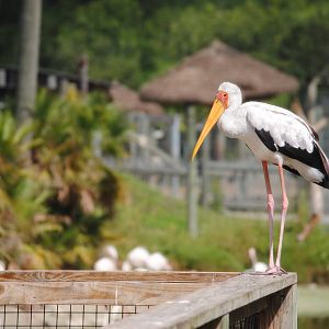 Yellow-billed Stork