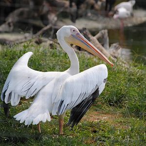 Great White Pelican