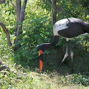 Saddle-billed Stork