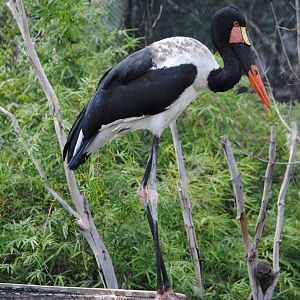 Saddle-billed Stork