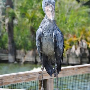 Whalebilled Stork