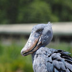 Whalebilled Stork