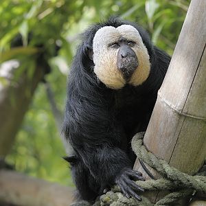 White-faced saki
