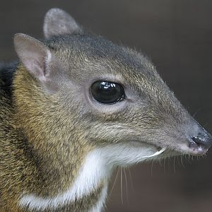 Lesser Malay chevrotain