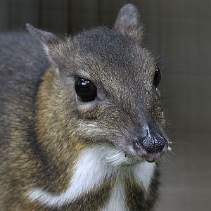 Lesser Malay chevrotain