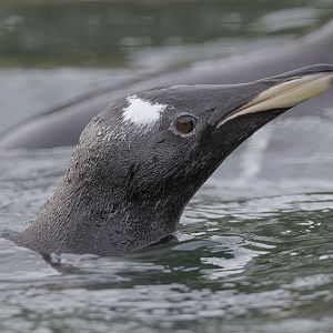Gentoo penguin