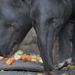 Malayan tapir lunchtime