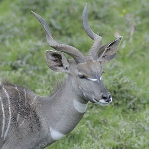 Lesser kudu