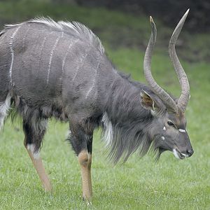 Lowland nyala