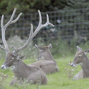 White-lipped deer