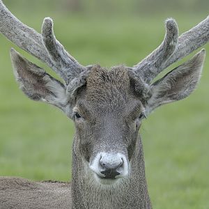 White-lipped stag