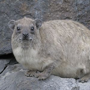 Rock hyrax