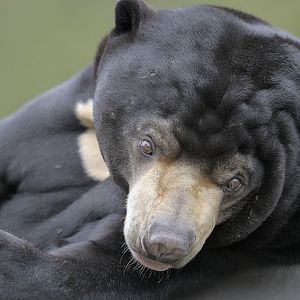 Sun bear