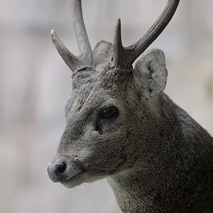 Bawean deer