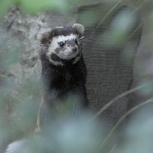 Marbled polecat