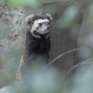 Marbled polecat
