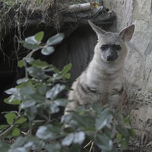 Aardwolf