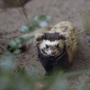 Marbled polecat
