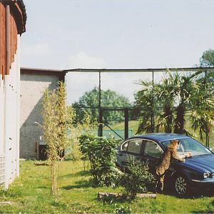 Jaguar meets Jaguar at Chester Zoo, 2001