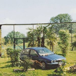 Jaguar meets Jaguar at Chester Zoo, 2001