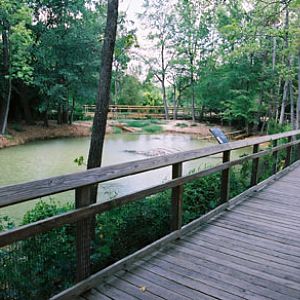 alligator pond