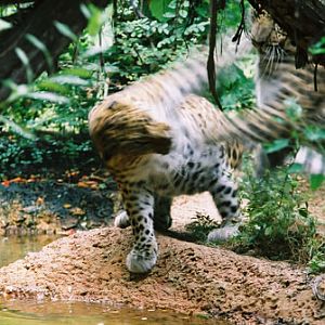 two leopards sparring