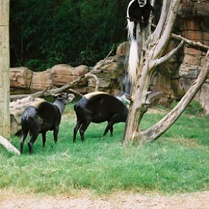 colobus and duikers
