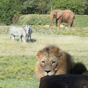lion, zebras, elephant