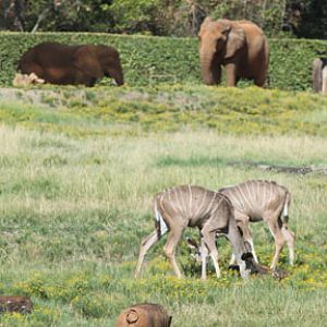 warthog, kudus, elephants