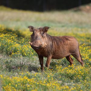 warthog in wildflowers