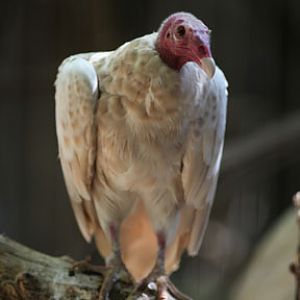 leucistic turkey vulture