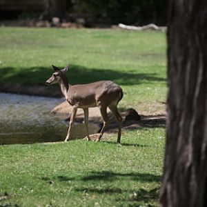 white tailed deer