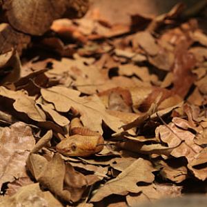 broad banded copperhead