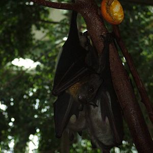 Straw-coloured Fruit Bats at Tierpark Berlin, 30/08/11