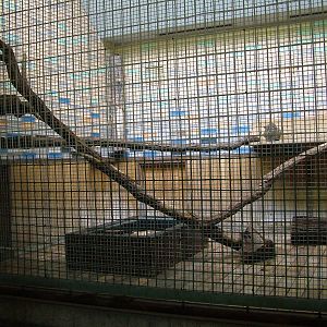 Fishing Cat Exhibit at Tierpark Berlin, 30/08/11