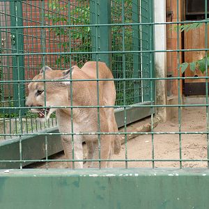 Montana Puma at Tierpark Berlin, 30/08/11
