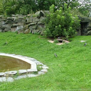 Penguin Exhibit at Tierpark Berlin, 30/08/11