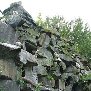 Raptor Aviary Cliffs at Tierpark Berlin, 30/08/11