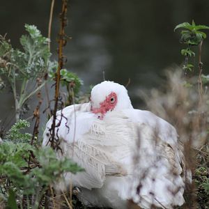 Muscovy Duck I think