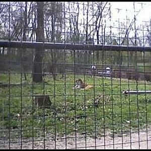 Utica Zoo- Amur Tiger Exhibit
