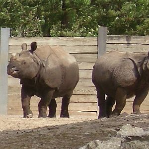 Buffalo Zoo-Indian Rhinos