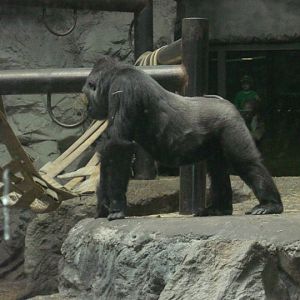 Buffalo Zoo- Lowland Gorilla